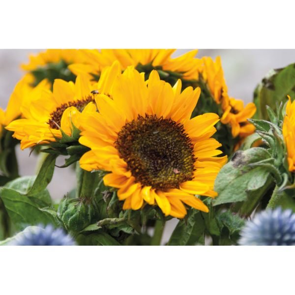 Girasol4 gift suppliers