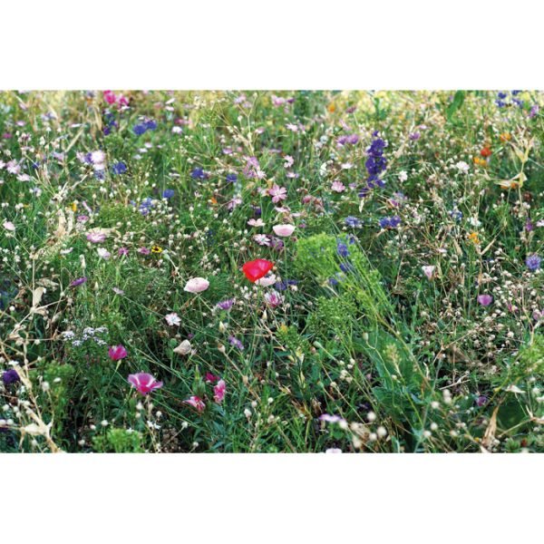 Seedlopebee4 gift suppliers